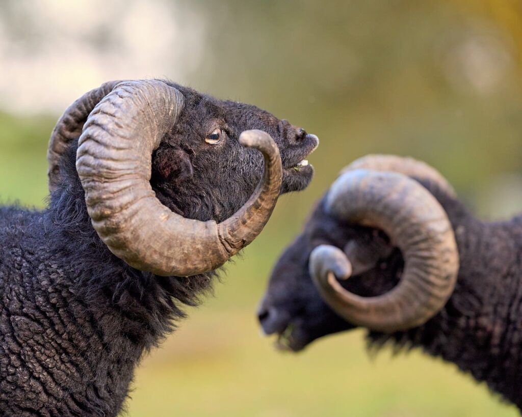 le flehmen est un comportement animal où l'animal redresse la tête pour capter des stimulus olfactifs, souvent observé chez les chevaux, les chats et les bovins.
