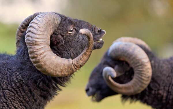 le flehmen est un comportement animal où l'animal redresse la tête pour capter des stimulus olfactifs, souvent observé chez les chevaux, les chats et les bovins.