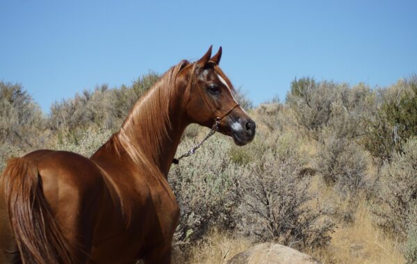 Le Poney Étalon : Allure, Caractéristiques et Élégance