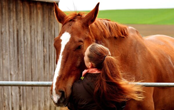 gastrogard pour chevaux : protection efficace contre les ulcères gastriques, traitement recommandé par les vétérinaires pour la santé digestive équine.
