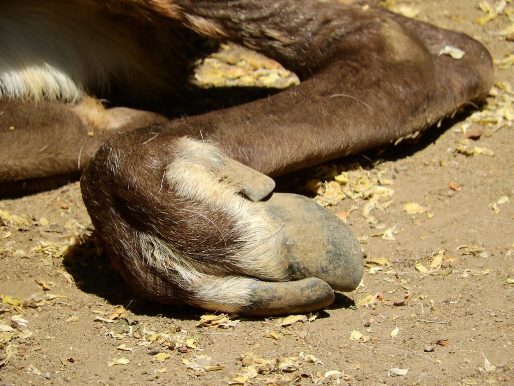 conseils et soins essentiels pour la santé et l'entretien des sabots des animaux, afin d'assurer leur bien-être et leur performance optimale.