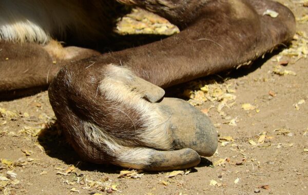 conseils et soins essentiels pour la santé et l'entretien des sabots des animaux, afin d'assurer leur bien-être et leur performance optimale.