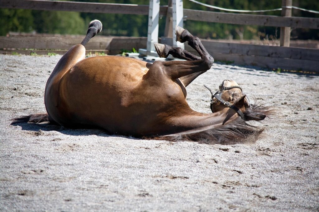 conseils complets pour prendre soin de votre cheval : alimentation, hygiène, santé et bien-être au quotidien.