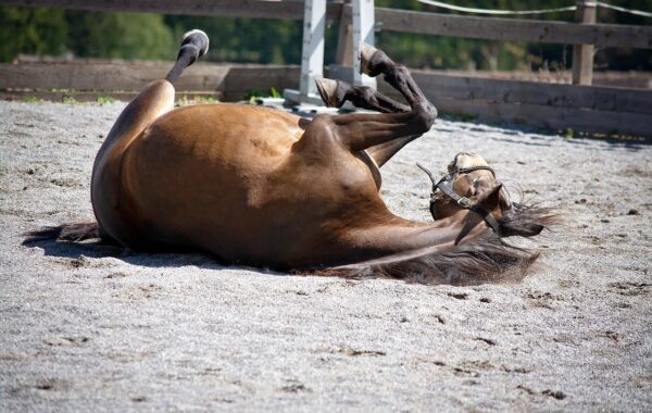 conseils complets pour prendre soin de votre cheval : alimentation, hygiène, santé et bien-être au quotidien.