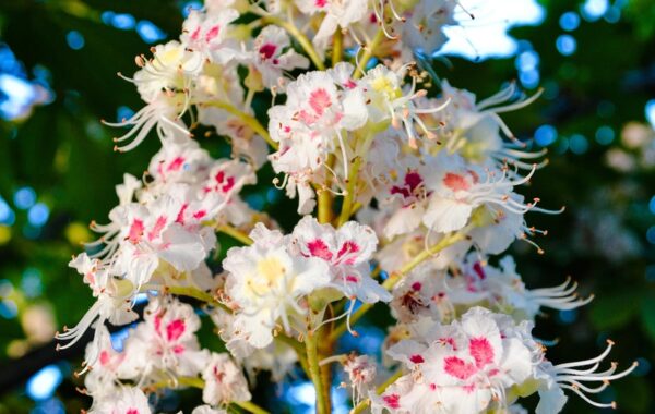 découvrez les bienfaits du marronnier d'inde, un arbre reconnu pour ses propriétés médicinales et décoratives, idéal pour le jardin et la santé.