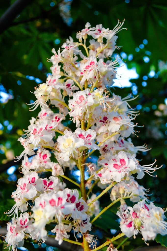 découvrez les bienfaits du marronnier d'inde, un arbre reconnu pour ses propriétés médicinales et décoratives, idéal pour le jardin et la santé.