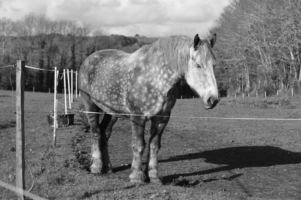 découvrez les solutions de clôtures pour chevaux alliant sécurité, durabilité et esthétique, adaptées à tous types d'élevages et de terrains.