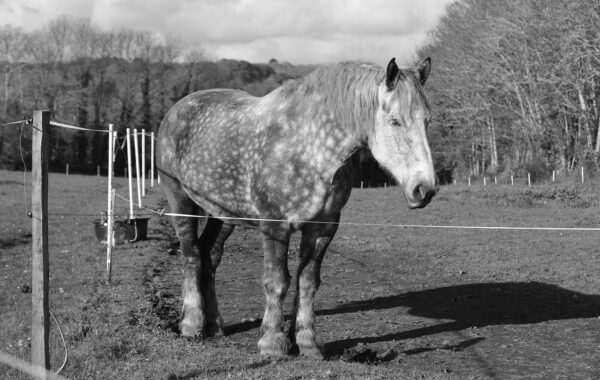découvrez les solutions de clôtures pour chevaux alliant sécurité, durabilité et esthétique, adaptées à tous types d'élevages et de terrains.