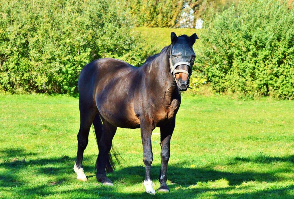 conseils pour protéger votre cheval contre les taons : méthodes efficaces pour éloigner ces insectes nuisibles et assurer le confort de votre équidé.