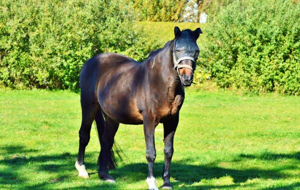 conseils pour protéger votre cheval contre les taons : méthodes efficaces pour éloigner ces insectes nuisibles et assurer le confort de votre équidé.