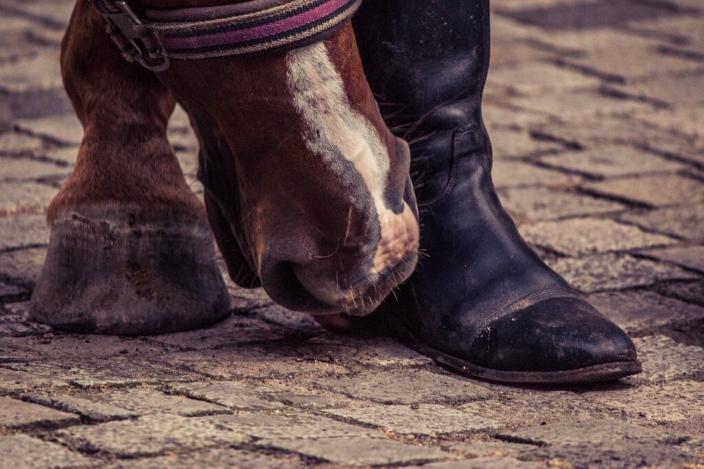 découvrez l'importance du chanfreinage des sabots de cheval pour améliorer leur santé et prévenir les blessures. guide complet sur le bevel des sabots équins.