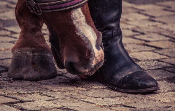 découvrez l'importance du chanfreinage des sabots de cheval pour améliorer leur santé et prévenir les blessures. guide complet sur le bevel des sabots équins.