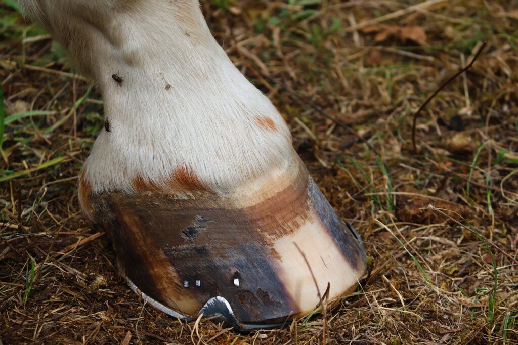 conseils essentiels pour le soin des sabots de cheval : nettoyage, entretien et prévention des problèmes pour assurer la santé et le confort de votre équidé.
