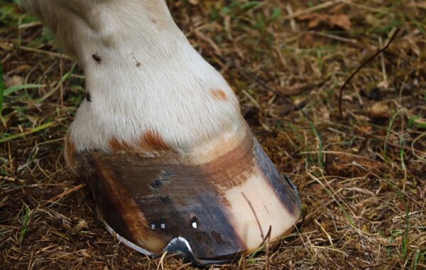 conseils essentiels pour le soin des sabots de cheval : nettoyage, entretien et prévention des problèmes pour assurer la santé et le confort de votre équidé.