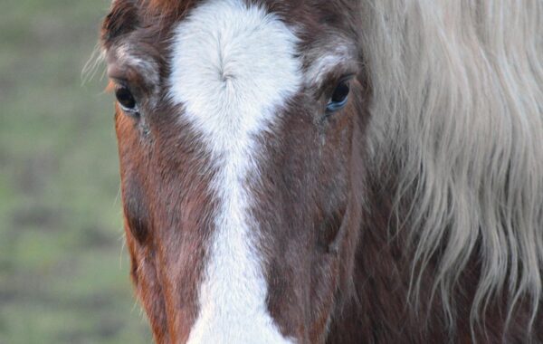 découvrez les meilleures solutions d'hébergement pour chevaux, alliant confort, sécurité et bien-être pour vos équidés.