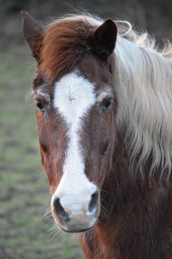 découvrez les meilleures solutions d'hébergement pour chevaux, alliant confort, sécurité et bien-être pour vos équidés.