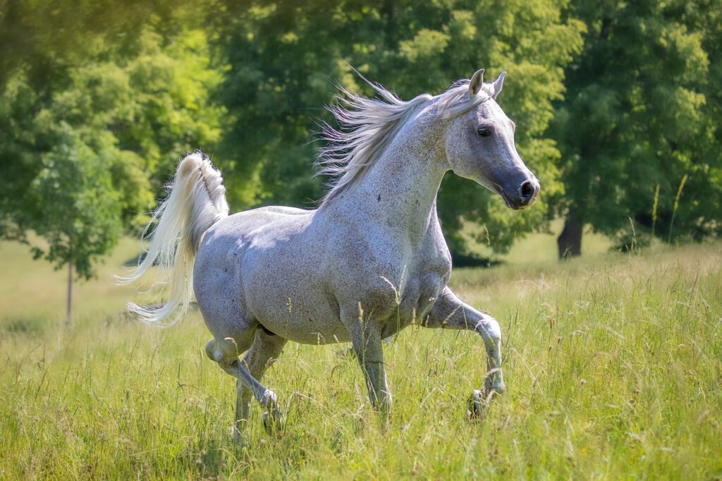 découvrez nos conseils experts pour prendre soin de la crinière de votre cheval et lui assurer santé, brillance et beauté au quotidien.