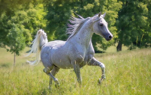 découvrez nos conseils experts pour prendre soin de la crinière de votre cheval et lui assurer santé, brillance et beauté au quotidien.