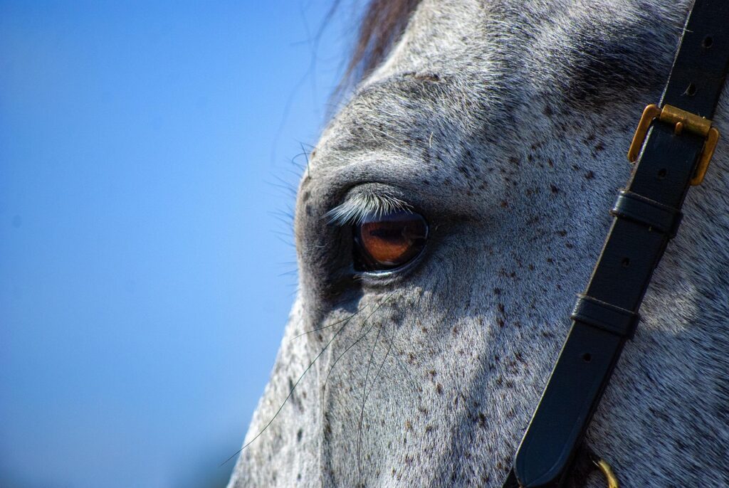 découvrez les bienfaits de la horse respect band, une méthode innovante pour améliorer le bien-être et la performance de votre cheval grâce à une approche respectueuse et naturelle.