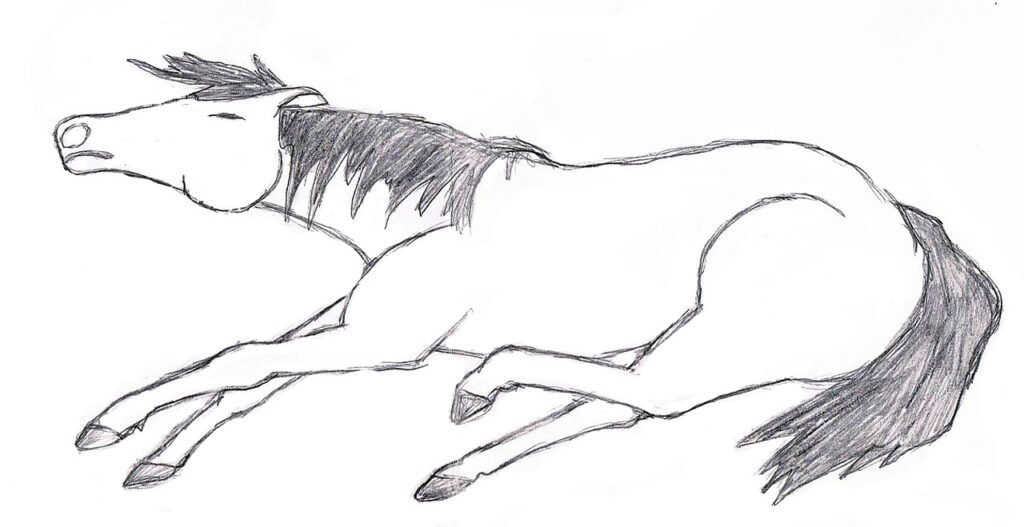 découvrez l'importance du bien-être équin et les meilleures pratiques pour assurer la santé et le confort des chevaux.