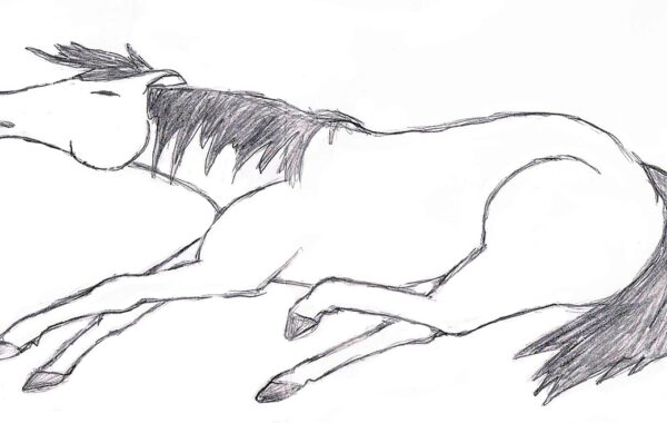 découvrez l'importance du bien-être équin et les meilleures pratiques pour assurer la santé et le confort des chevaux.