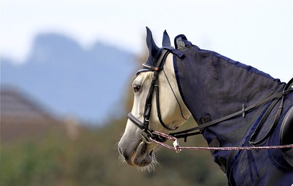 découvrez tout sur les moustaches des chevaux, leur rôle sensoriel essentiel et leur importance dans la perception de l'environnement.