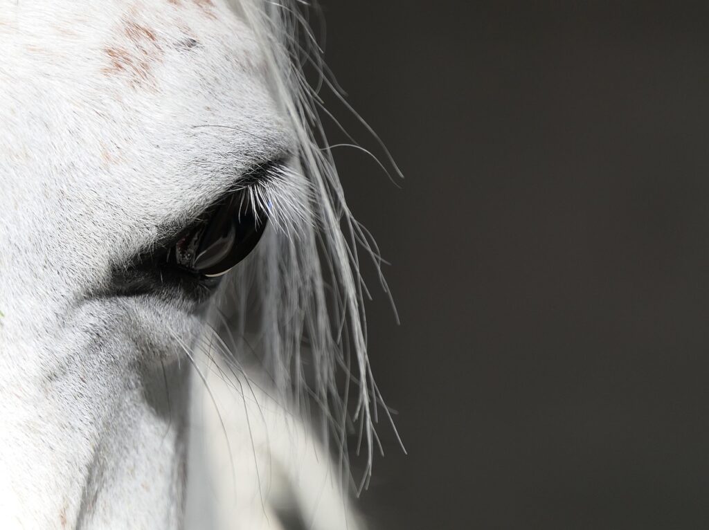 découvrez tout sur le crin de cheval : utilisations, qualités et entretien pour vos projets artisanaux et équestres.