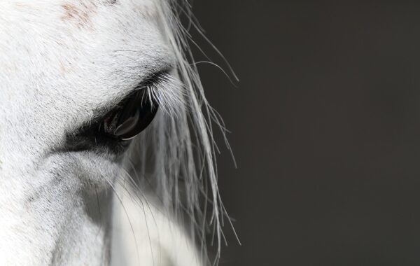 découvrez tout sur le crin de cheval : utilisations, qualités et entretien pour vos projets artisanaux et équestres.