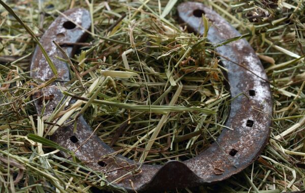 découvrez tout sur les fers à cheval : leur fabrication, leur utilisation et leur importance pour la santé des chevaux.