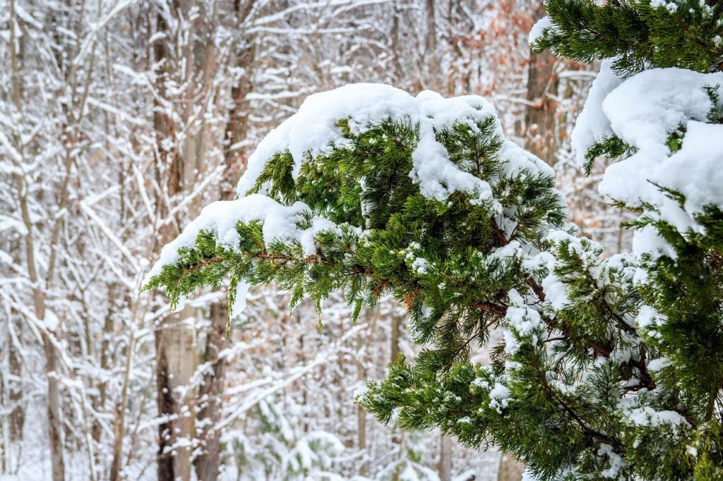 huile de genévrier tar : découvrez ses bienfaits naturels pour la peau et la santé, utilisée en aromathérapie et soins thérapeutiques.