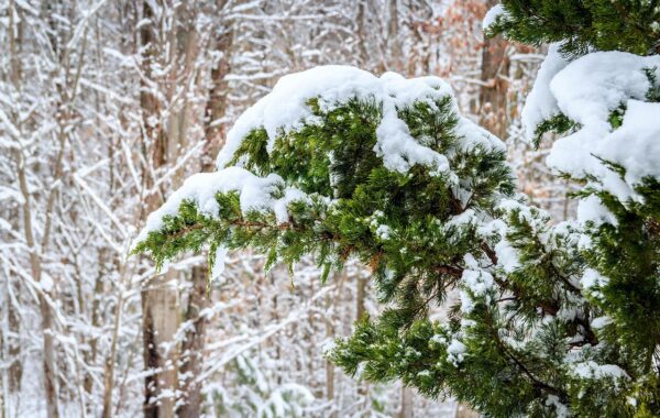 huile de genévrier tar : découvrez ses bienfaits naturels pour la peau et la santé, utilisée en aromathérapie et soins thérapeutiques.