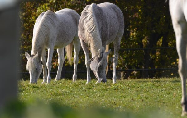 À la découverte des chevaux Marwari : joyaux équins de l'Inde