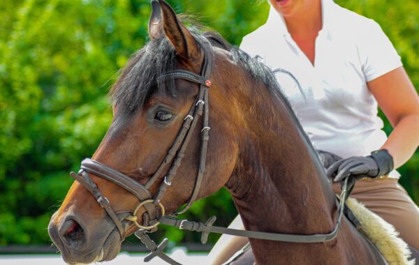L'alimentation idéale du cheval de trait : que mange-t-il vraiment ?