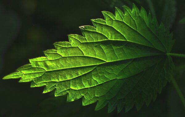 découvrez tout sur l'ortie, une plante aux multiples bienfaits pour la santé et la cuisine, utilisée depuis des siècles pour ses propriétés nutritives et médicinales.