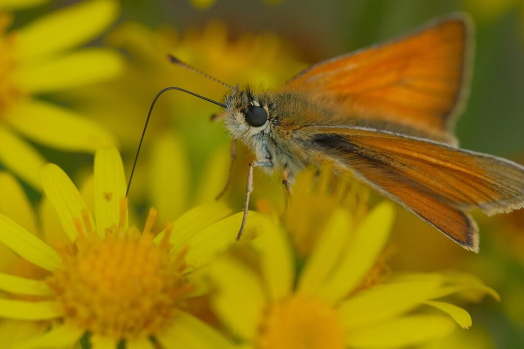 découvrez le ragwort, une plante herbacée souvent considérée comme une mauvaise herbe, connue pour ses fleurs jaunes éclatantes et son impact sur l'environnement et l'agriculture.