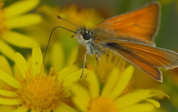 découvrez le ragwort, une plante herbacée souvent considérée comme une mauvaise herbe, connue pour ses fleurs jaunes éclatantes et son impact sur l'environnement et l'agriculture.