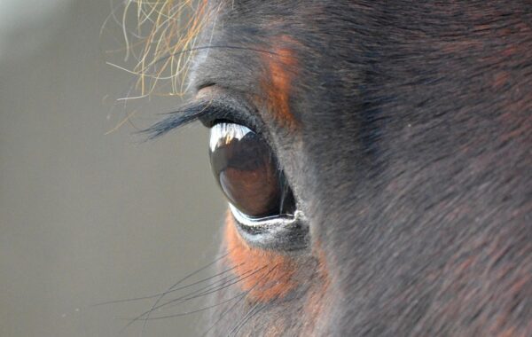 conseils et soins spécialisés pour chevaux âgés afin de préserver leur santé et bien-être au quotidien.