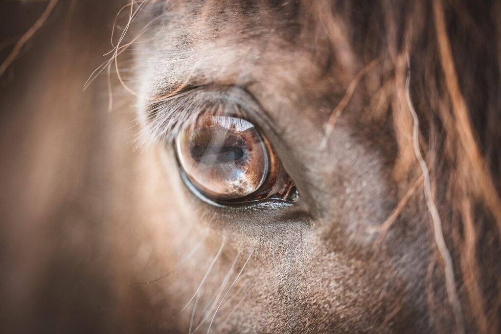 conseils d'alimentation pour chevaux seniors : découvrez comment adapter la nutrition de votre cheval âgé pour maintenir sa santé et son bien-être.