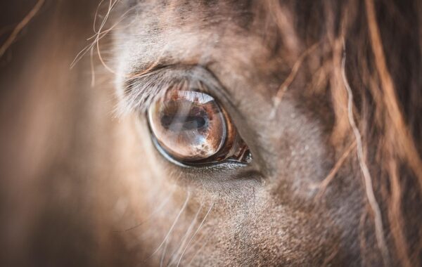 conseils d'alimentation pour chevaux seniors : découvrez comment adapter la nutrition de votre cheval âgé pour maintenir sa santé et son bien-être.