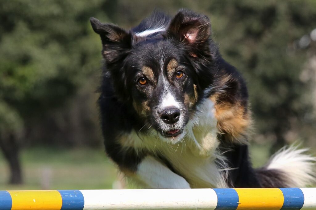 découvrez l'univers passionnant du saut d'obstacles, une discipline équestre alliant précision, vitesse et complicité entre le cavalier et le cheval.