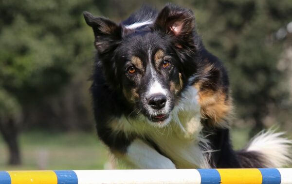 découvrez l'univers passionnant du saut d'obstacles, une discipline équestre alliant précision, vitesse et complicité entre le cavalier et le cheval.