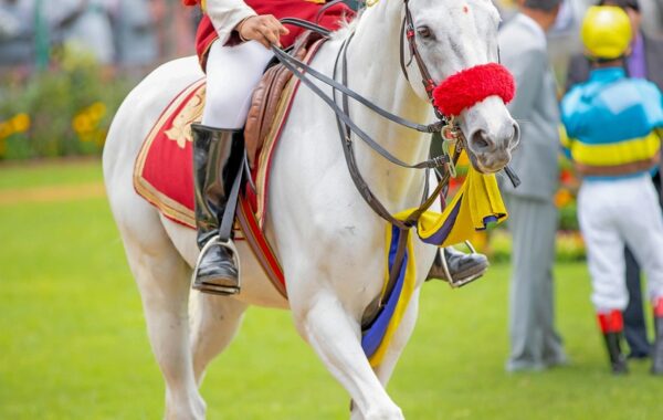découvrez le monde du saut d'obstacles, une discipline équestre alliant performance, agilité et complicité entre le cavalier et son cheval.