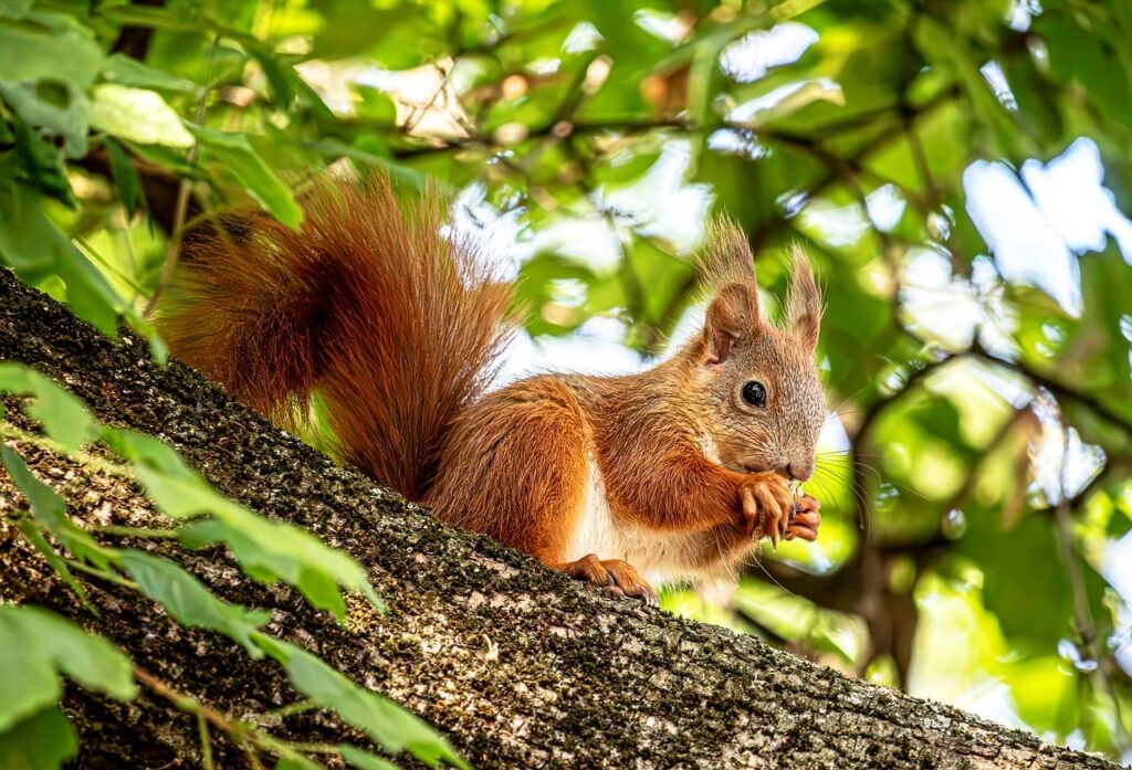 découvrez les bienfaits du slow feeding pour améliorer la digestion et le bien-être alimentaire de vos animaux.