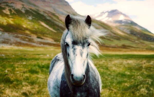 conseils et astuces pour prévenir les coups de soleil chez les chevaux et protéger leur peau fragile efficacement.