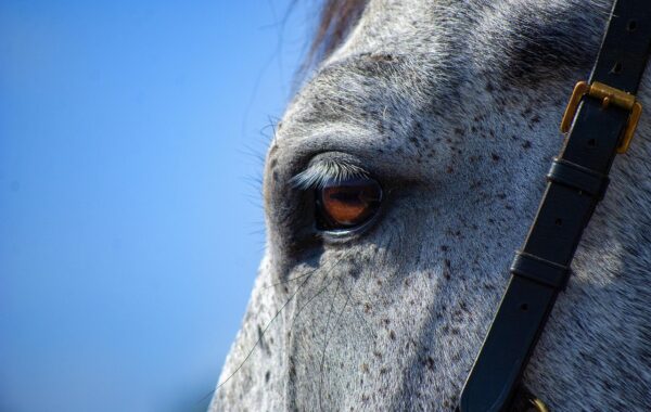 découvrez les plantes toxiques pour les chevaux, leurs effets et comment les protéger contre ces dangers naturels.