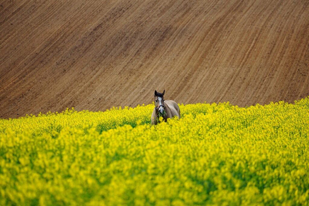 wolf tooth horse : découvrez des équipements robustes et innovants pour chevaux, alliant qualité et confort pour le bien-être de votre compagnon équin.