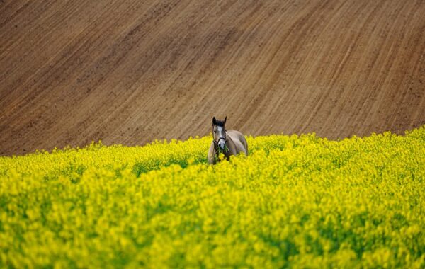 wolf tooth horse : découvrez des équipements robustes et innovants pour chevaux, alliant qualité et confort pour le bien-être de votre compagnon équin.
