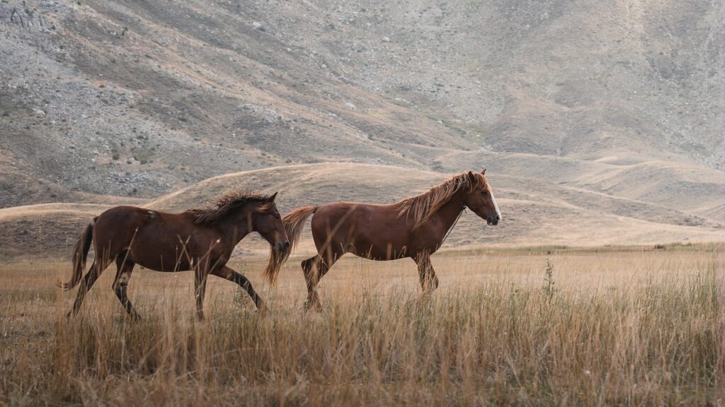 découvrez tout l'univers équestre : conseils, équipements, soins et activités pour passionnés de chevaux.