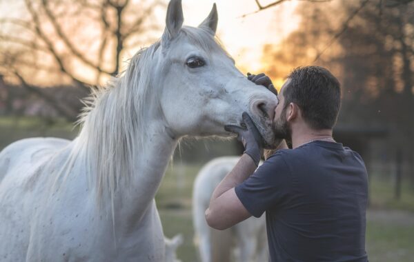 découvrez la puissance de la collaboration équestre pour améliorer la performance et renforcer le lien entre cavalier et cheval.