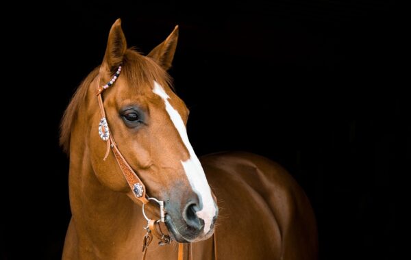 Akhal-Teke doré : Découvrez pourquoi ce cheval atteint des sommets de prix